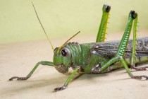 grasshopper locust