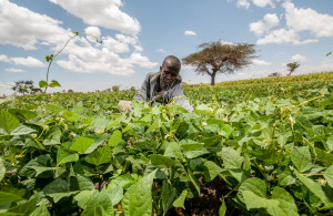 agriculture ethiopia